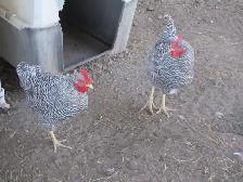 BARRED ROCK ROOSTERS - Photo 2