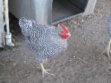 BARRED ROCK ROOSTERS - Photo 3