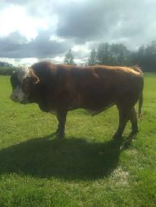 Full fleckvieh bull for sale