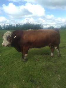 Full fleckvieh bull for sale
