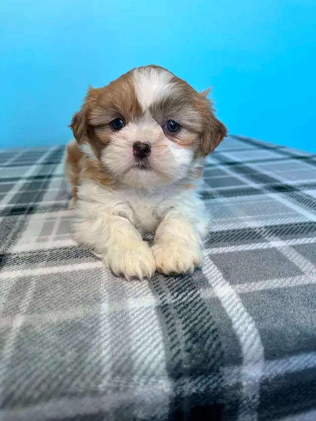 Purebred Shih Tzu Puppies!