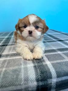 Purebred Shih Tzu Puppies!