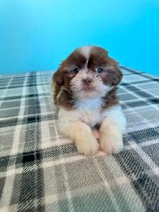 Purebred Shih Tzu Puppies! - Photo 3