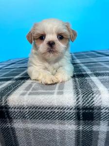 Purebred Shih Tzu Puppies! - Photo 5