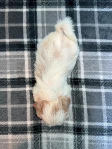 Purebred Shih Tzu Puppies! - Photo 6
