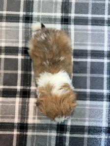 Purebred Shih Tzu Puppies! - Photo 8