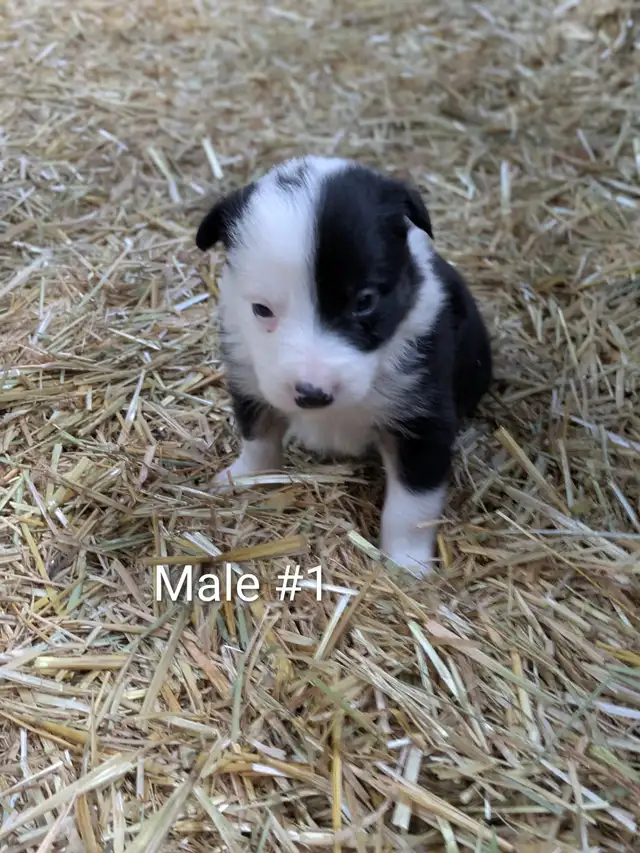 Border Collie Puppies