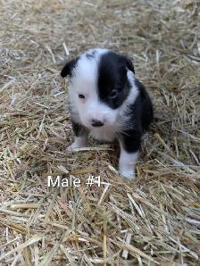 Border Collie Puppies