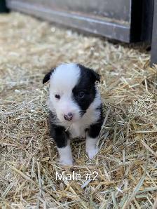 Border Collie Puppies - Photo 2