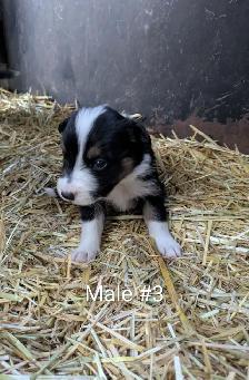 Border Collie Puppies - Photo 3