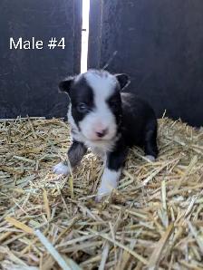 Border Collie Puppies - Photo 4