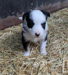 Border Collie Puppies - Photo 5