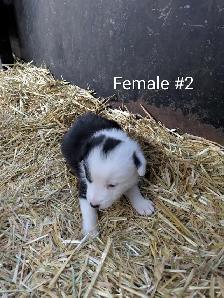 Border Collie Puppies - Photo 6