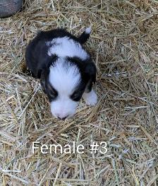 Border Collie Puppies - Photo 7