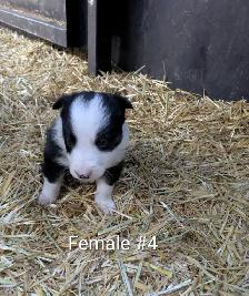Border Collie Puppies - Photo 8