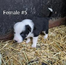 Border Collie Puppies - Photo 9