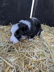 Border Collie Puppies - Photo 10