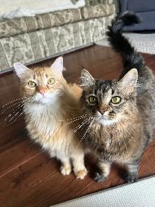 Spayed Female Cats for Rehoming