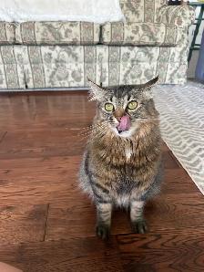Spayed Female Cats for Rehoming - Photo 3