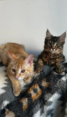 Spayed Female Cats for Rehoming - Photo 4
