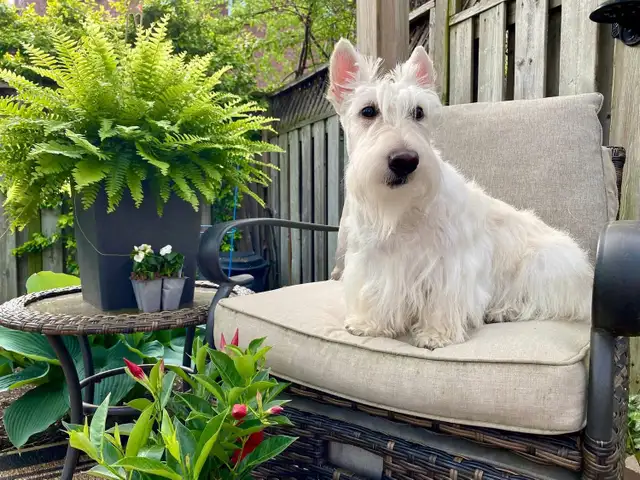Scottish Terrier Puppies