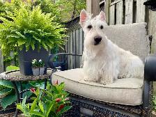 Scottish Terrier Puppies