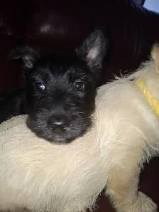 Scottish Terrier Puppies - Photo 2
