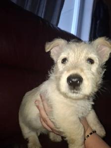 Scottish Terrier Puppies - Photo 3