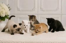 Adorable Siamese Cross Kittens - 8 Weeks Old and Ready Now!