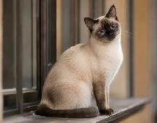 Adorable Siamese Cross Kittens - 8 Weeks Old and Ready Now! - Photo 2
