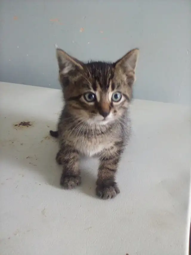 Kittens