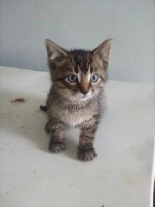 Kittens