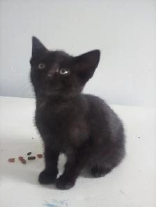 Kittens - Photo 2