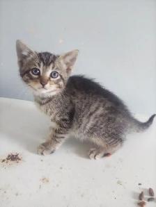 Kittens - Photo 3