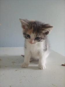 Kittens - Photo 4