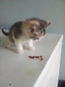 Kittens - Photo 5
