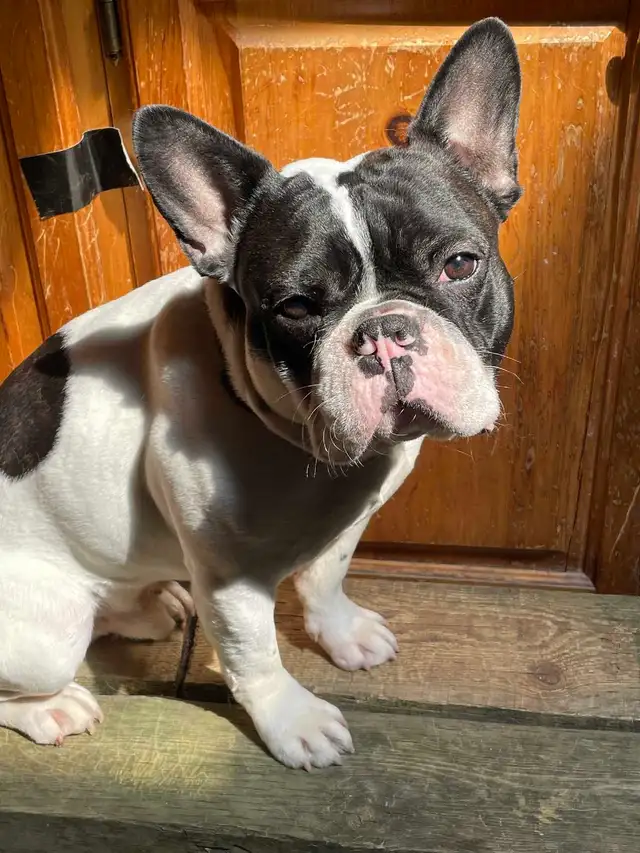 French bulldog