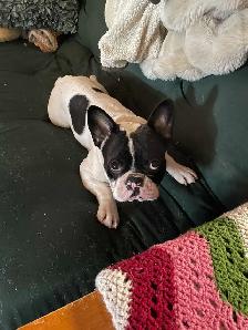 French bulldog - Photo 2