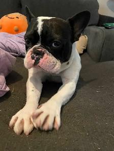 French bulldog - Photo 3