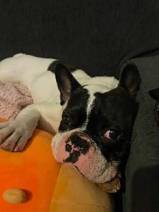 French bulldog - Photo 4