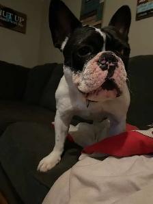 French bulldog - Photo 5