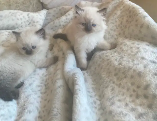 GORGEOUS BABY BICOLOR WHITE-MITTED & CHOCOLATEPOINT RAGDOLLS!