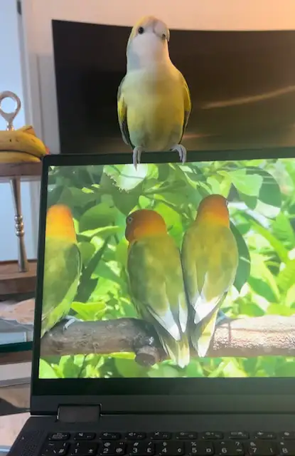 2 Love Birds