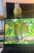 2 Love Birds