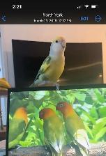 2 Love Birds - Photo 2