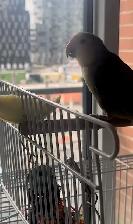 2 Love Birds - Photo 3