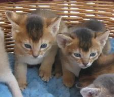 Magnifiques Chatons ABYSSIN