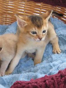 Magnifiques Chatons ABYSSIN - Photo 3