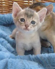 Magnifiques Chatons ABYSSIN - Photo 4