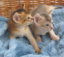 Magnifiques Chatons ABYSSIN - Photo 5